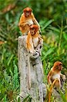 Proboscus singe affichage de jeunes éléments caractéristiques, Sabah, Borneo