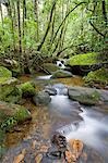 Rainforest and waterfall in biopark near the entrance to Mount Kinabalu National Park,Sabah,Borneo