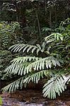 Regenwald Farnen über Mountain Stream in die Crocker Range Mountains, Sabah, Borneo