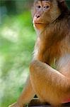 Malaisie, Bornéo, Sabah, Sandakan. Un singe dans la forêt tropicale au sanctuaire Sepilok orang-outan