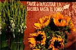 Mexico,Mexico City. Sunflowers at the market in Azcapotzalco,Mexico City