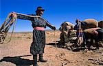 Mongolia,Gobi Desert. Preparing wool for transporting on camels in the Gobi Desert.