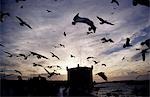 Hungry seagulls silhouetted againt the sunset in the harbour at Essaouira. The seagulls are atracted to the area where the market workers clean the fish.