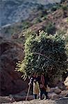 Morocco,High Atlas Mountains,Arbalo. Heavily laden down with firewood,a Berber woman climbs the steep slope back to her village of Arbalo.