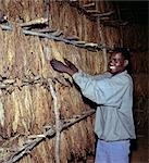 A workman attends to tobacco leaves curing on racks in a barn in Central Malawi. Tobacco is by far Malawi's most important export crop. .