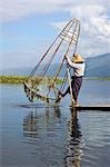 Myanmar. Burma. Lake Inle. An Intha fisherman uses a traditional cone-shaped net stretched over a bamboo frame to catch fish in Lake Inle.