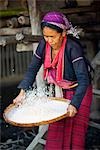 Myanmar. Burma. Wanpauk village. A Palaung woman winnowing rice outside her house. These women display their wealth by wearing broad silver. The poorer families use aluminium.