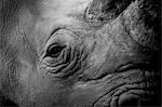 Namibia,Damaraland. Close-up of a White Rhinoceros or Square-lipped rhinoceros (Ceratotherium simum) which is one of the few remaining megafauna species.