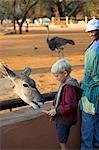 Namibie, région de Erongo, Omaruru. Tête et des épaules de femelle antilope koudou vus dans la lumière du soir dans le parc de jeu Omaruru nourris des carottes de jeune garçon