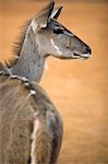 Namibia,Erongo Region,Omaruru. Head and shoulders of female Kudu antelope (Tragelaphus strepsiceros) viewed in evening light