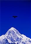A Yellow-billed Chough (Pyrrhocorax graculus) soars near Kala Patthar,with Pumori (7161m) in the background. Kala Patthar is a popular viewpoint for Mount Everest.