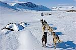 Alpes de Lyngen Troms, Norvège. Voyage dans les montagnes des Alpes de Lyngen par traîneau à chiens guidé par l'Explorateur vétéran par Thore Hansen. .