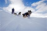 Alpes de Lyngen de Tromso, Norvège. Dans la neige au sommet des Alpes de Lyngen un musher conduit son chien seld vapeur à la vitesse sur la neige fraîche non marqué.
