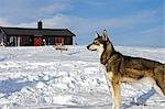 Norway,Tromso,Lyngen Alps. A husky,part of a dog sled team,stands alert outside of a wood built mountain cabin high in the Lyngen Alps