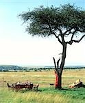 Petit déjeuner dehors dans les régions sauvages du Masai Mara.