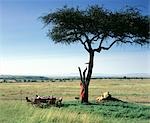 Breakfast out in the wilds of the Mara,from Cheli & Peacock's Mara Camp.