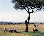 À la fin d'un parcours de jeu tôt le matin, petit-déjeuner est mis en place dans les régions sauvages du Masai Mara.