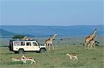 Watching Maasai giraffe on a game drive while on a safari holiday.