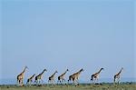 A herd of Masai giraffe (Giraffa camelopardalis tippelskirchi).