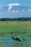 Kenia, Amboseli-Nationalpark. Ein paar gekrönte Kräne im Sumpf mit den Kilimanjaro hinter.