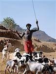 A young Samburu herdsman drives goats towards a Waterhole along the Milgis - a wide,sandy seasonal watercourse which is a lifeline for pastoralists in the low-lying semi-arid region of their district. The hair style of the young man denotes his status as an uncircumcised youth.