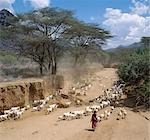 A Samburu girl drives her family's flocks of fat-tailed sheep and goats to grazing grounds after her brothers have watered them from wells dug in the Milgis - a wide,sandy seasonal watercourse that is a lifeline for Samburu pastoralists in the low-lying,semi-arid region of their land.