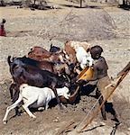 Filles et femmes Turkana sont chargées pour l'abreuvement du bétail, qui est rare parmi les sociétés pastorales. Ici, une jeune fille eaux chèvres depuis un point d'eau creusés dans le sable d'un cours d'eau saisonnier. Son jeune frère va contrôler le flux de stock dans le réservoir d'eau. En arrière-plan, un homme déterre un autre point d'eau ; ils ont à été approfondis régulièrement vers la fin de la saison sèche.