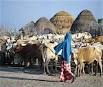 Un jeune herdsboy Gana avec du bétail de la famille en dehors de leur ferme.