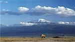 In the late afternoon,a lone bull elephant (Loxodonta africana),strides beneath the snowcapped peak of Mount Kilimanjaro - Africa's highest mountain at 19,340 feet above sea level. Mawenzi,16,900 feet,is just visible on the left.