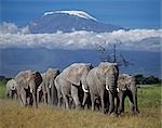A herd of elephants (Loxodonta africana) strides out beneath Mount Kilimanjaro,Africa's highest snow-capped mountain at 19,340 feet above sea level.