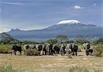 A herd of elephants (Loxodonta africana) pause beneath the snowcaps of Mount Kilimanjaro (19,340 feet) and Mawenzi (16,900 feet) in Amboseli National Park.