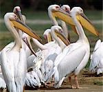 Great White Pelicans (Pelecanus onocrotalus) at Amboseli.