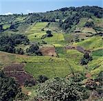 Kenya, Muran'ga, Tuso. Petits exploitants africains poussent le thé dans les zones de fortes précipitations sur les pentes fertiles des montagnes Aberdare.