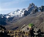 Kenya, hauts plateaux du centre, le mont Kenya, 17, 058 mètres de haut, est l'Afrique son deuxième plus haute montagne enneigée. La plante au premier plan est un Séneçon géant ou un arbre Senecio (Senecio johnstonii ssp battiscombei), une de plusieurs espèces de plantes affichant le gigantisme afro-montagnard qui fleurissent plus de 10 000 pieds.