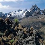 Kenya,Central Highlands,Mount Kenya,17,058 feet high,is Africa's second highest snow-capped mountain. The plants in the foreground are giant groundsels or tree senecios (Senecio johnstonii ssp battiscombei),one of several plant species displaying afro-montane gigantism that flourish above 10,000 feet.