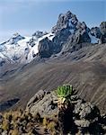 Kenya,Central Highlands,Mount Kenya,17,058 feet high,is Africa's second highest snow-capped mountain. The plant in the foreground is a giant groundsel or tree senecio (Senecio johnstonii ssp battiscombei),one of several plant species displaying afro-montane gigantism that flourish above 10,000 feet.