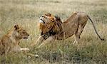 A black-maned lion stretches in front of a lioness in Masai Mara.