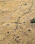 Photographie aérienne d'une longue lignée de gnous durant leur migration dans le Masai Mara. Maximum de 1,5 millions de gnous se joindre à la migration du Serengeti en Tanzanie, à la Mara et retour chaque année.