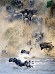 During the annual migration of up to 1.5 million wildebeest from Serengeti,Tanzania,to the Mara and back each year,the animals ford or swim across the Mara River on several occasions.