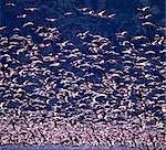 Lesser flamingos (Phoeiniconaias minor) in flight over Lake Nakuru,an alkaline lake of the Rift Valley system where tens of thousands of them may be seen lining the shores for many months of the year.