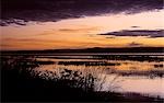 Aube sur le lac Baringo avec un héron Goliath (Ardea goliath) silhouetté dans les roseaux.