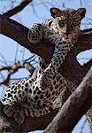 Un Leopard repose confortablement dans un arbre d'acacia morts.