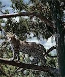A forest leopard stands alert on the branch of a cedar tree (Juniperus procera).