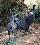 The beautifully coloured Vulturine guineafowl (Acryllium vulturinum) inhabit dry bush country in Northern Kenya.