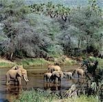 Un troupeau d'éléphants boit du fleuve Uaso Nyiru, une bouée de sauvetage pour animaux sauvages et le bétail dans les régions de faible altitude, semis-arides des districts de Maralal et Isiolo.