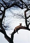 Un léopard, se reposer confortablement dans un arbre de grand acacia (Acacia tortilis), baigne dans les derniers rayons du soleil couchant.