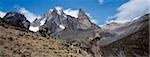 Le mont Kenya, 17, 058 mètres de haut, est l'Afrique son deuxième plus haute montagne enneigée. Les plantes au premier plan sont géant séneçon vulgaire ou arbre senecio (Senecio johnstonii ssp battiscombei), une des nombreuses plantes gigantisme afro-montagnarde affichage d'espèces qui fleurissent plus de 10 000 pieds. Ils fleurissent tous les dix ans environ.