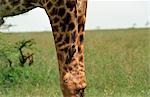 Giraffe (Giraffa camelopardalis),