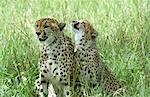 Cheetah et Cub (Acinonyx jubatus)