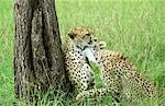 Cheetah et Cub (Acinonyx jubatus)